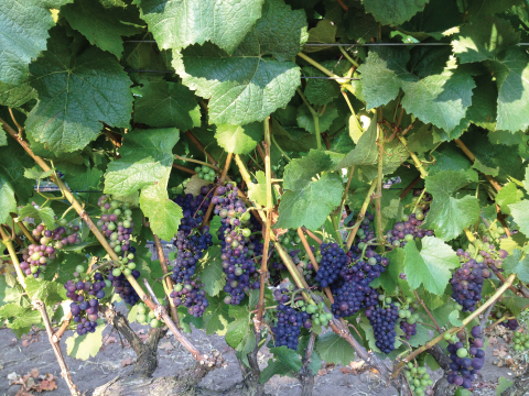 La Vida Bella Vineyard Pinot Noir Vine