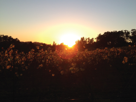 La Vida Bella Vineyard Sunset