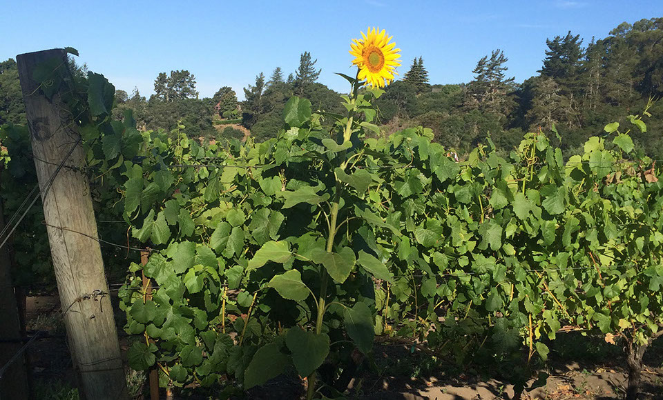 Beautiful Day At La Vida Bella Vineyad