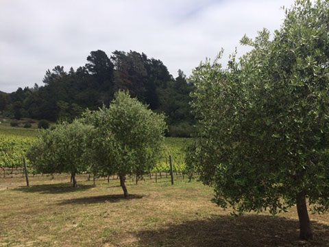 La Vida Bella Vineyard Olive Grove