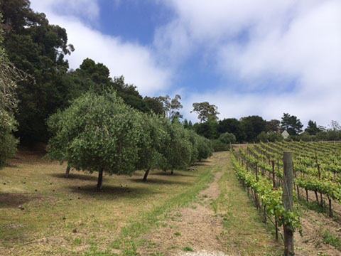 La Vida Bella Vineyard Olive And Vine