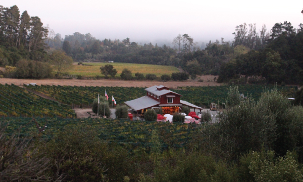 La Vida Bella Vineyard Harvest Party 2015