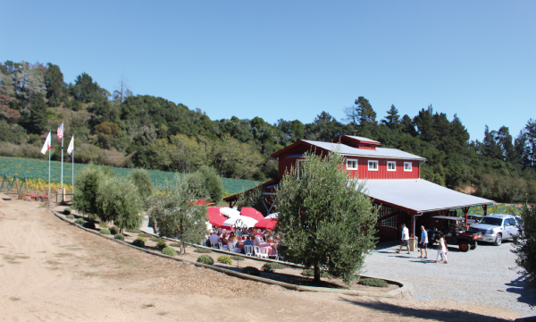 La Vida Bella Vineyard Harvest Party 2015