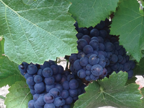 La Vida Bella Vineyard Pinot Noir Grape