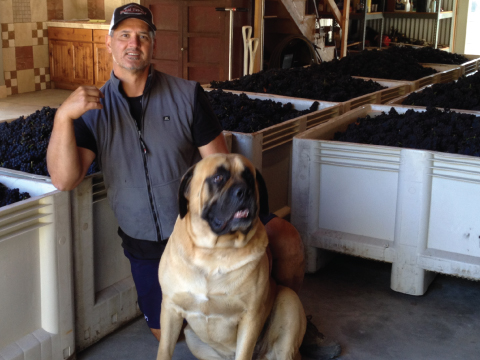 La Vida Bella Vineyard Joe and Brutus