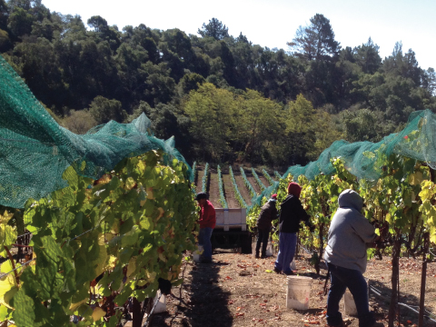 La Vida Bella Vineyard Grape Harvest
