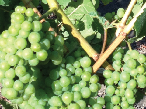 La Vida Bella Vineyard Chardonnay Grape